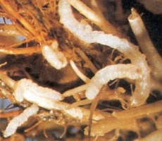 root weevil rice.jpg