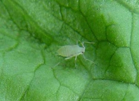 Aphid