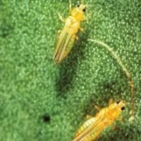 Thrips