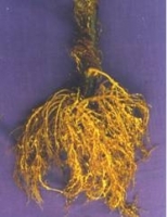 Root Knot Disease