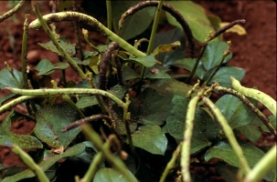 Cowpea aphids.jpg