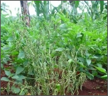 bacterial wilt.png