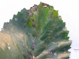 Alternaria Blight