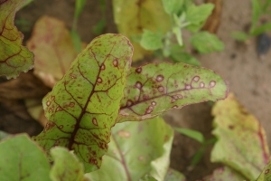 Cercospora Leaf Spot