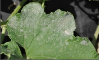 powdery mildew.png