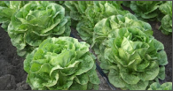 downy mildew amd mosaic.png