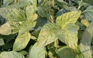 Yellow Vein Mosaic Virus