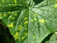 Downy Mildew