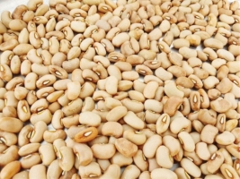 Improved-cowpea-seeds.jpg