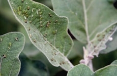 Brinjal aphid.jpg