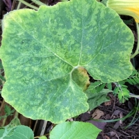 Cucumber Mosaic Virus