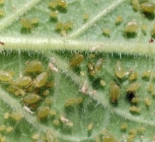 Aphids