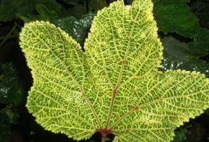 Yellow Vein Mosaic Virus