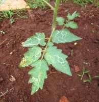 Leaf Miner