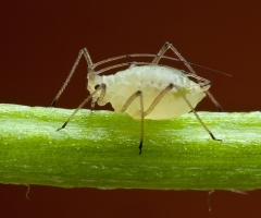 Aphid