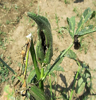 Shoot and fruit borer