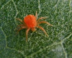 Red Spider MIte