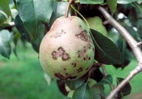 Pear Scab