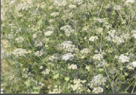 powdery mildew.png