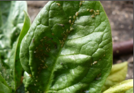 aphid.png