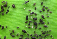 banana aphid.png