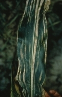 Brown stripe downy mildew