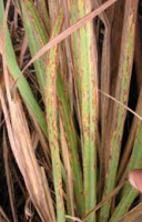 Leaf Blight