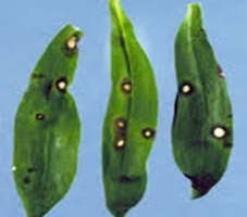 Alternaria Leaf Spot