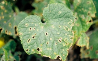 Anthracnose