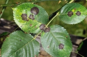 Leaf Spot