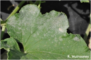 Powdery Mildew