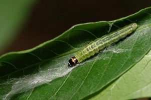 Jamun Leaf Roller