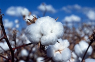 cotton.jpg