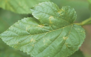 Bacterial Blight