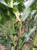 Bacterial Stalk Rot