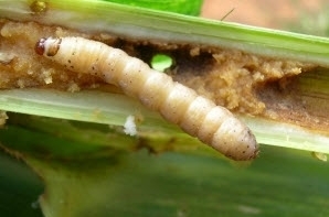 Stalk borer or stem borer