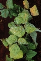 Powdery Mildew