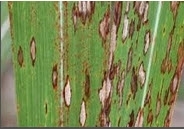 red rot sugarcane.jpg