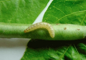 Small larva (hairy caterpillar)