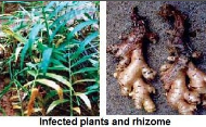 root or rhizome rot.png