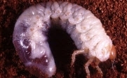 White Grub