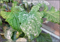 powdery mildew.png