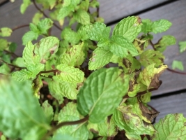 Leaf Blight