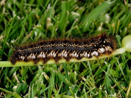 Hairy Caterpillar