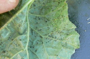Aphid and Thrips