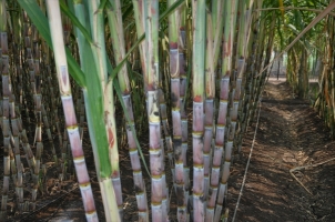 689FFBA0-D431-4D9A-8BFB1805602316FC-sugarcane-with-driperline.jpg