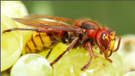 yellow and red wasp.png