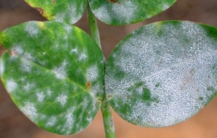 Cercospora or Powdery Mildew