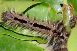 Hairy Caterpillar