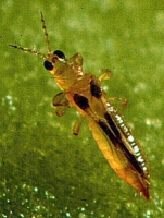 Thrips and Lace wing bugs